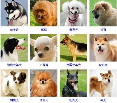 100种名犬排行图片