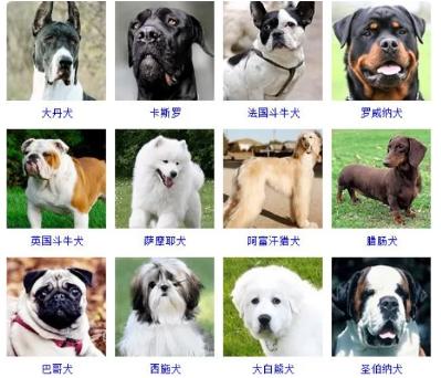 100种名犬排行图片