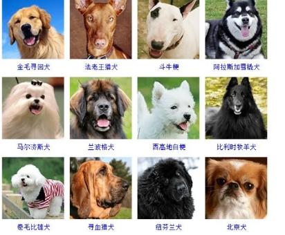 100种名犬排行图片