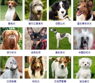 100种名犬排行图片