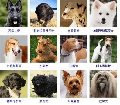 100种名犬排行图片