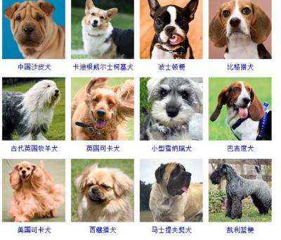 100种名犬排行图片
