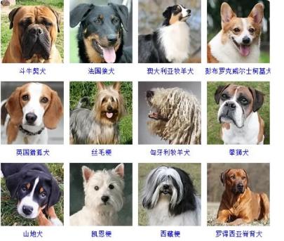 100种名犬排行图片