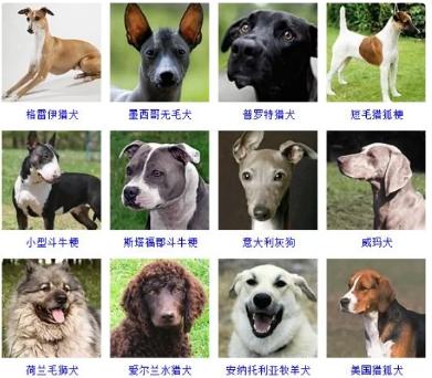 100种名犬排行图片