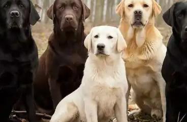 100种名犬排行图片