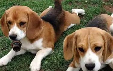 100种名犬排行图片