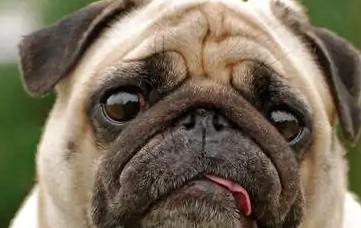 100种名犬排行图片