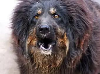 100种名犬排行图片