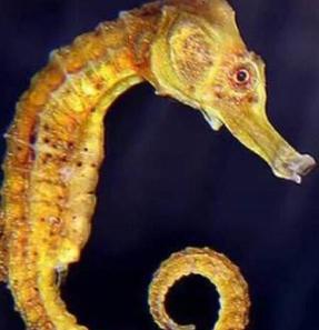 海马属于鱼类吗它有脊椎吗