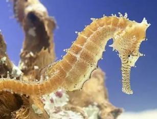 海马属于鱼类吗它有脊椎吗