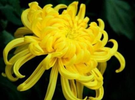 菊花的花语和寓意