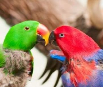 鹦鹉品种及图片介绍