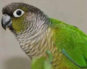 鹦鹉品种及图片介绍