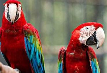 鹦鹉品种及图片介绍