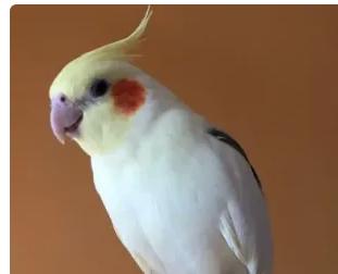 鹦鹉品种及图片介绍