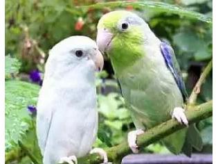 鹦鹉品种及图片介绍