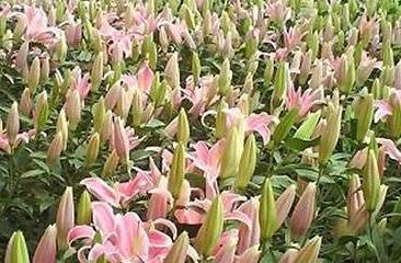 百合花象征什么精神