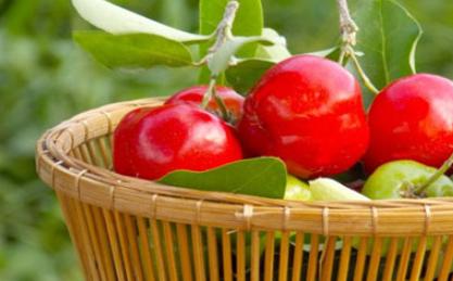 樱桃黄叶什么情况