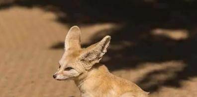 梦见狐仙是什么意思