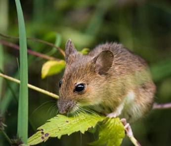 梦见老鼠怀孕是什么意思