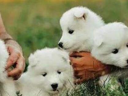 刚满月的小狗怎么喂养狗粮