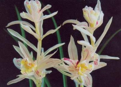 兰花的价格贵不贵