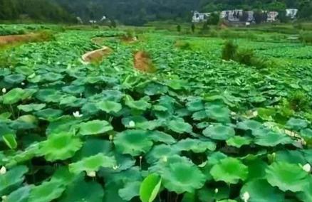 浅水莲藕有哪些品种