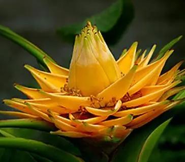 地涌金莲养殖方法