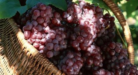 上火吃什么水果降火快