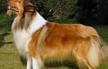 牧羊犬品种大全及图片