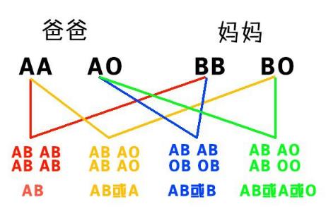血型遗传规律表图片