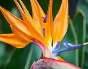 盆栽天堂鸟的养殖方法和注意事项