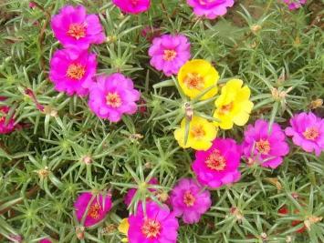 罕见有特殊意义的网名带解释