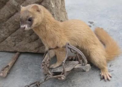 抓黄鼠狼最好的方法