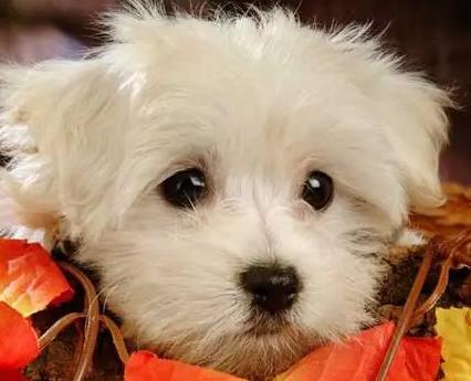 寓意好的狗狗名字大全