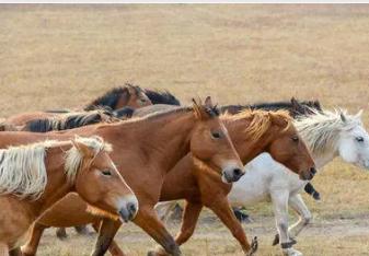 属马的最佳婚配属相