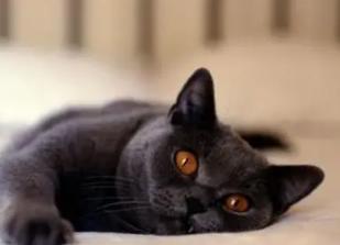 梦见猫咪是怎么回事