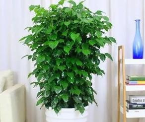 幸福树的寓意象征