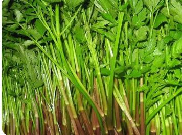 水芹菜的功效与作用及食用方法