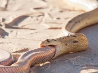 蛇的种类有哪些