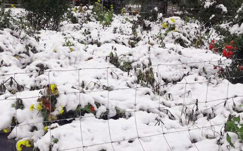 梦见下雪是什么预兆