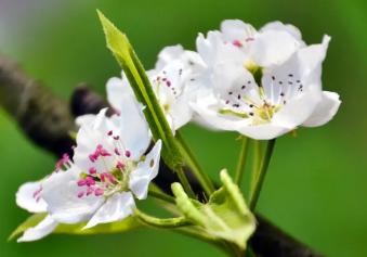 春天的唯美文案