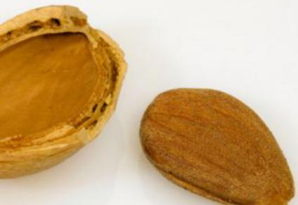 杏仁的功效与作用害处