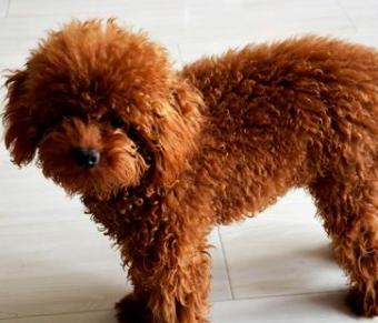 狗狗品种名称及图片