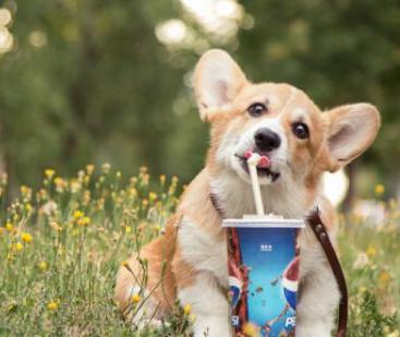 狗狗品种名称及图片