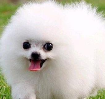 狗狗品种名称及图片