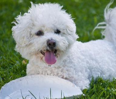 狗狗品种名称及图片