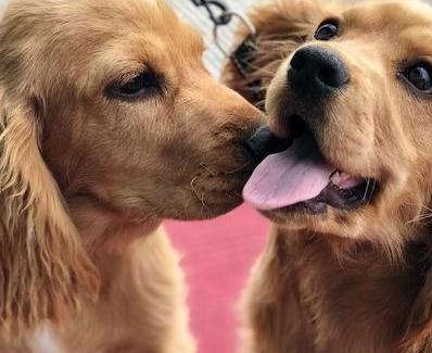 狗狗品种名称及图片