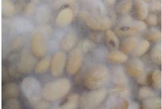 做豆豉的方法和教程