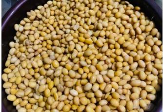 做豆豉的方法和教程